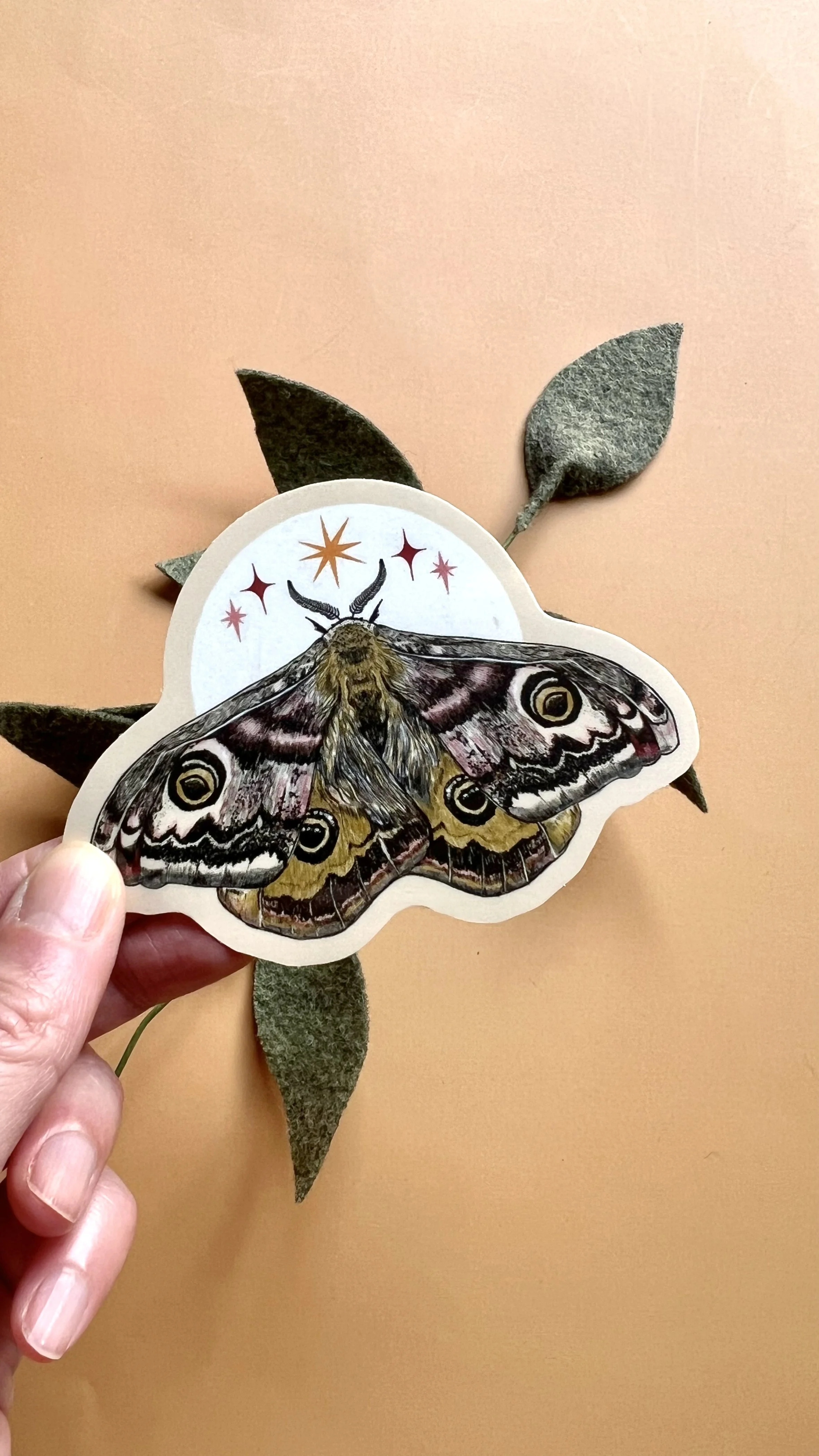 emperor moth 4.jpg