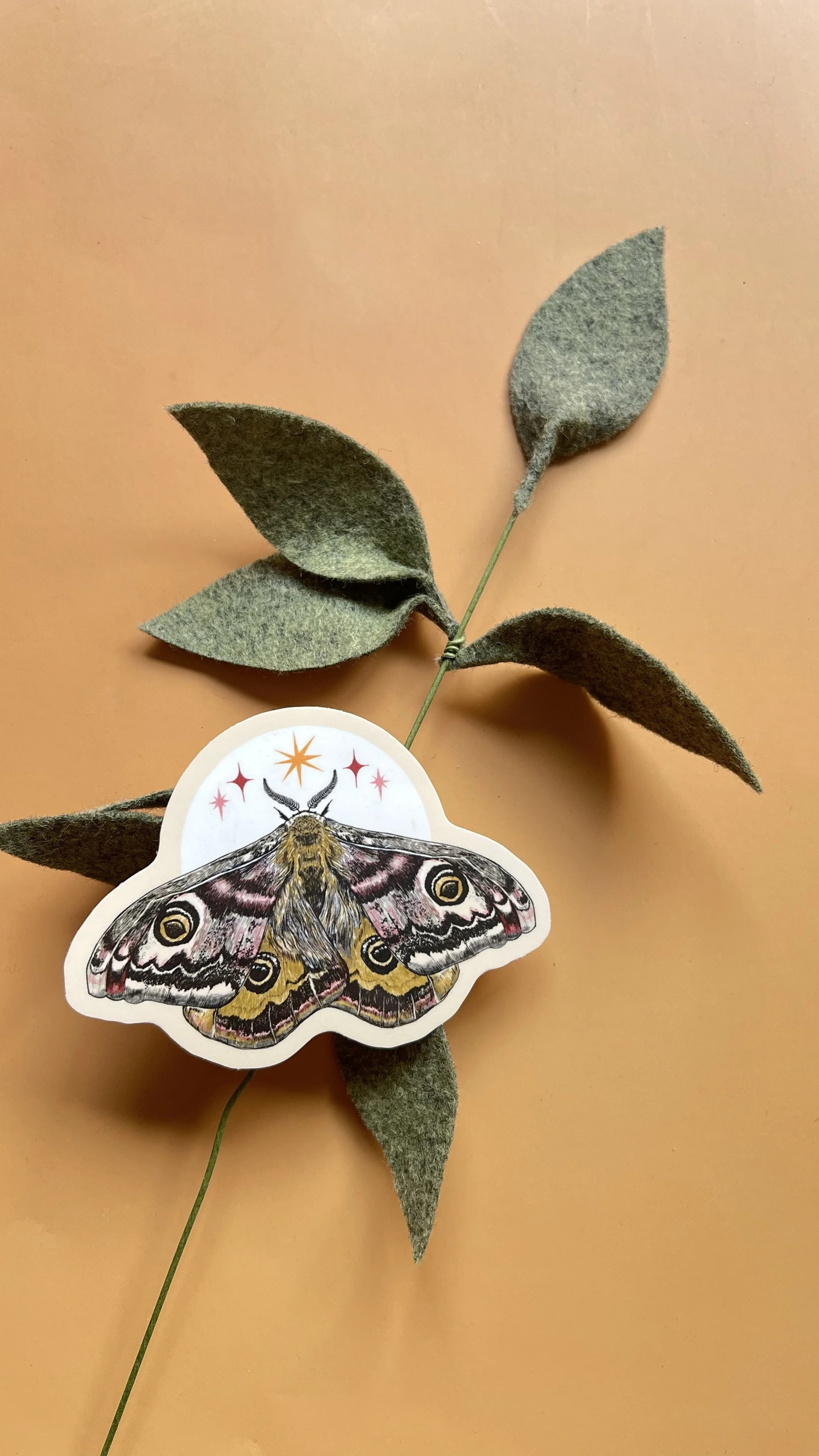 emperor moth 2.jpg