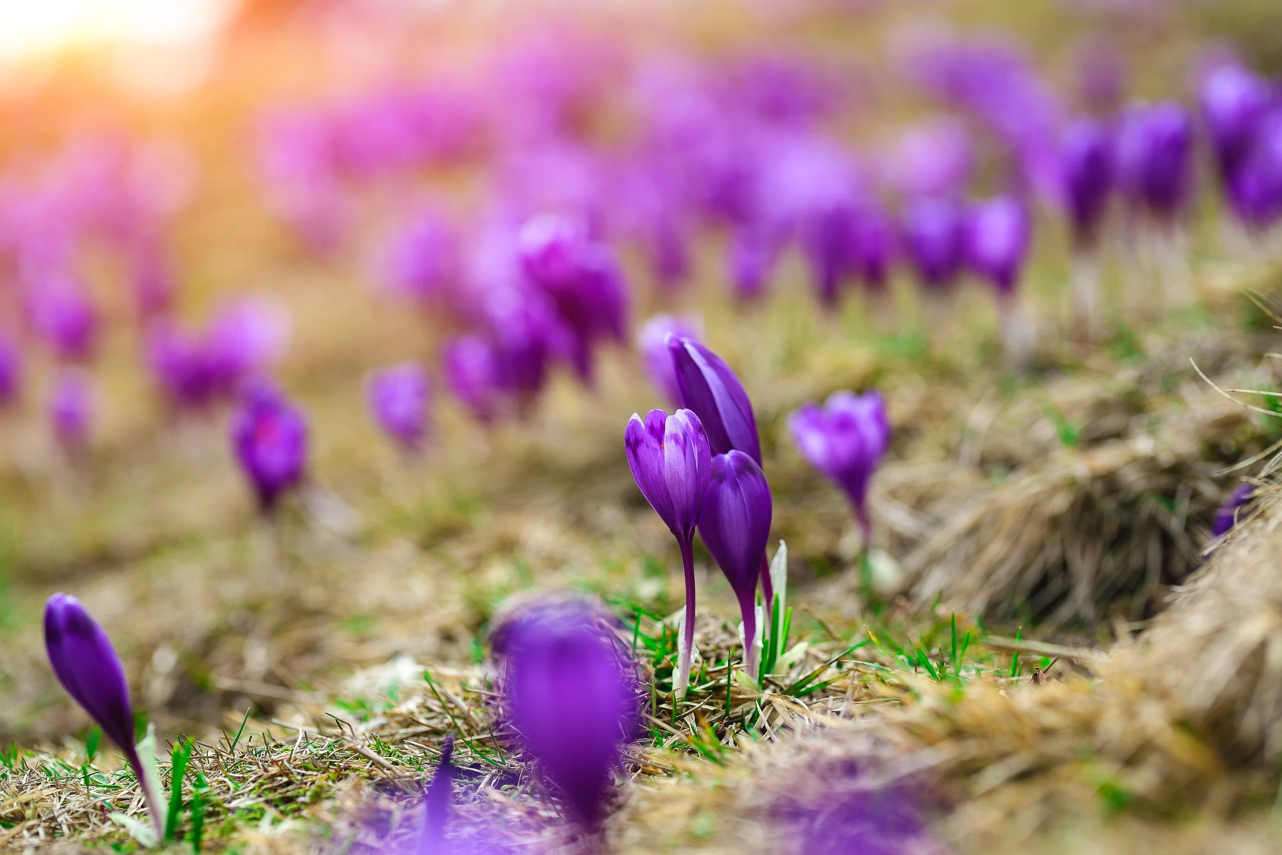 purple-crocus-flowers-in-snow-awakening-in-spring-2021-08-26-16-23-14-utc.jpeg
