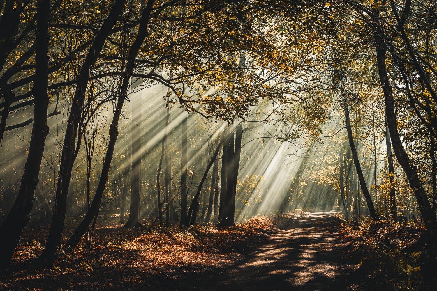 Light rays penetrate the autumnal canopy in Dorset