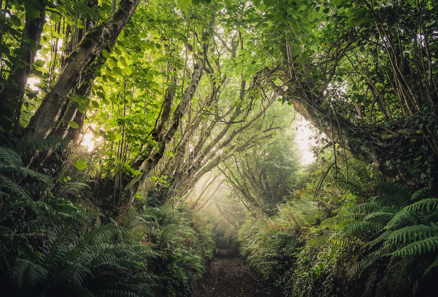 Magical hidden track in the depths of Dorset