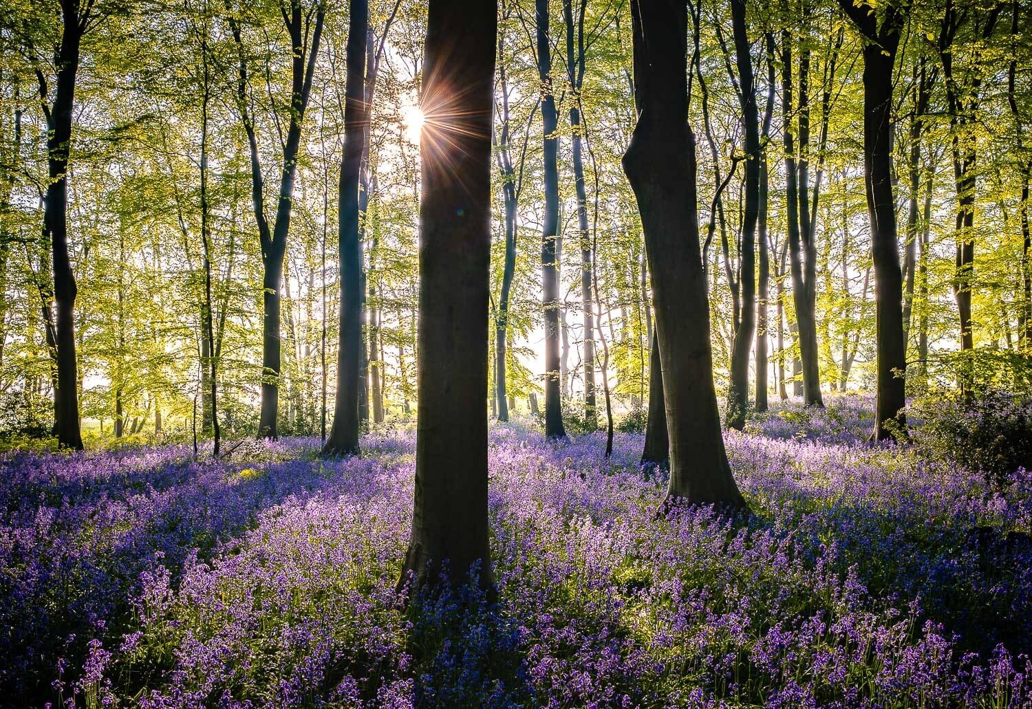Bluebells in Micheldever woods, Hampshire