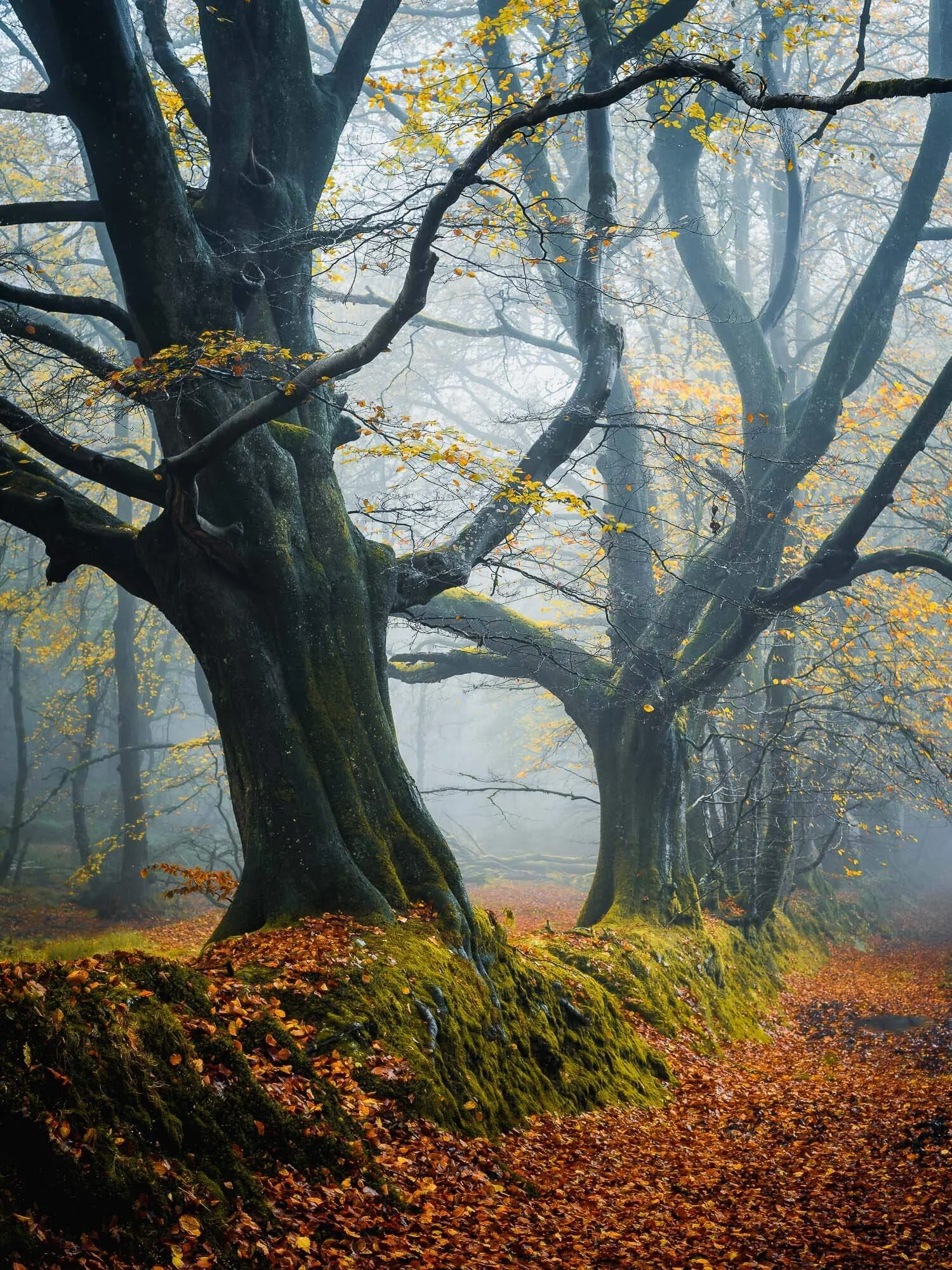 If Trees Could Talk by Dan Tucker