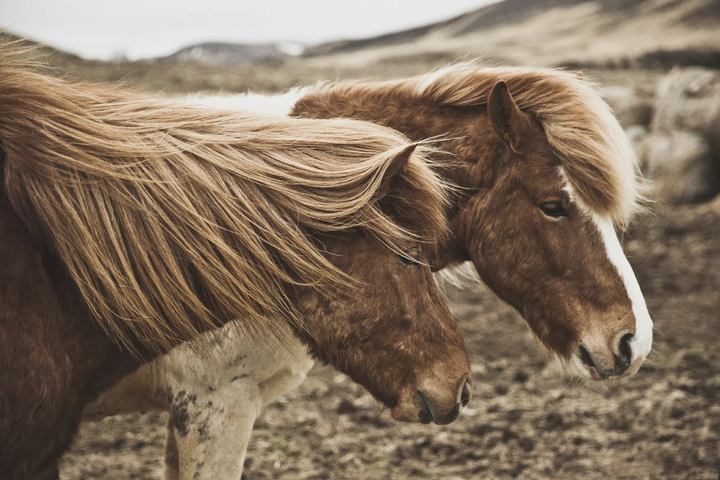 Icelandic horses - MercedesBenz Magazine
