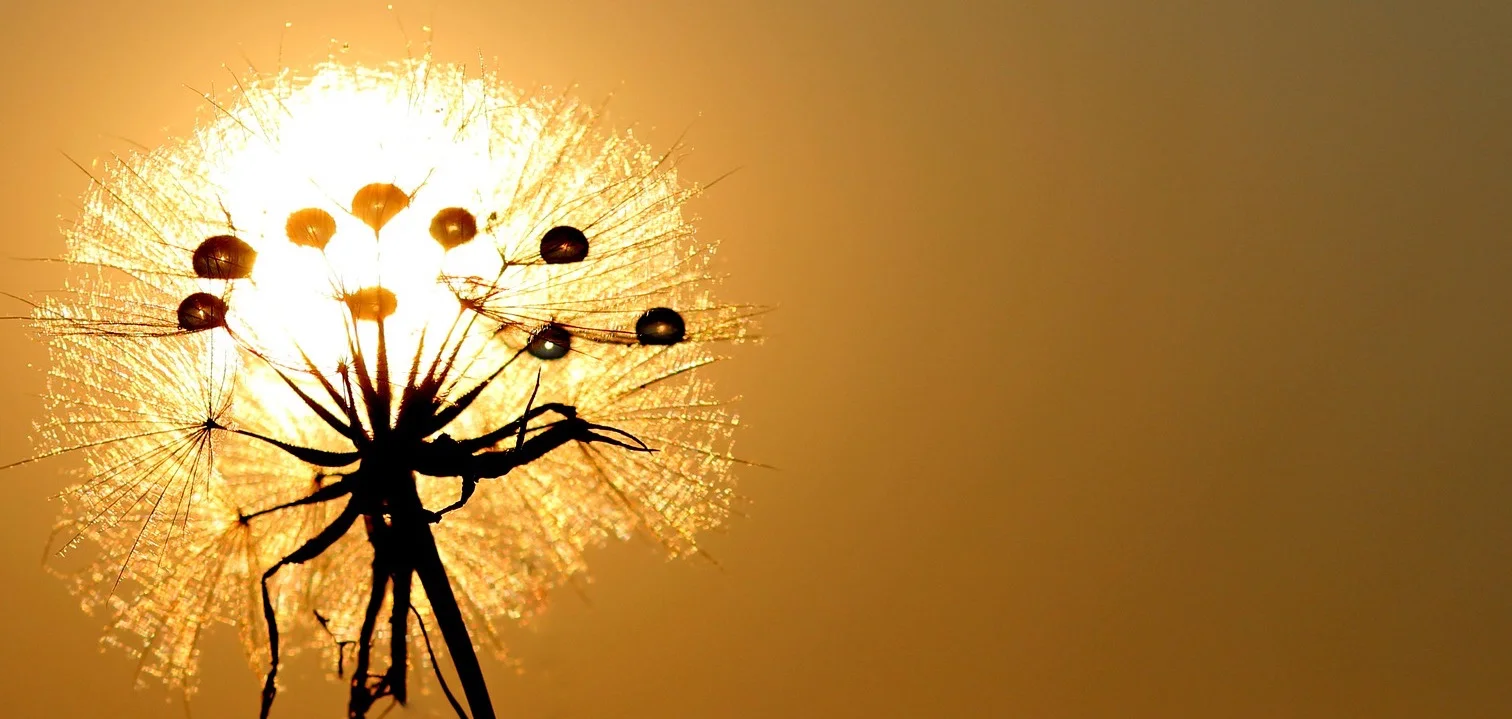 dandelion-1557092_1920.jpg