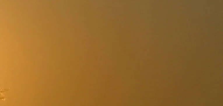 dandelion-1557092_1920.jpg