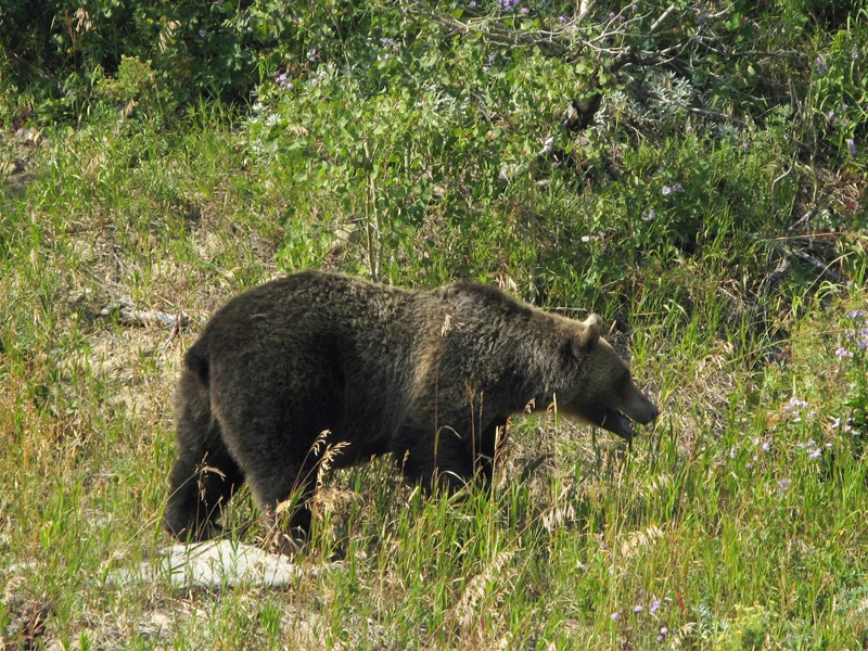 bear.jpg