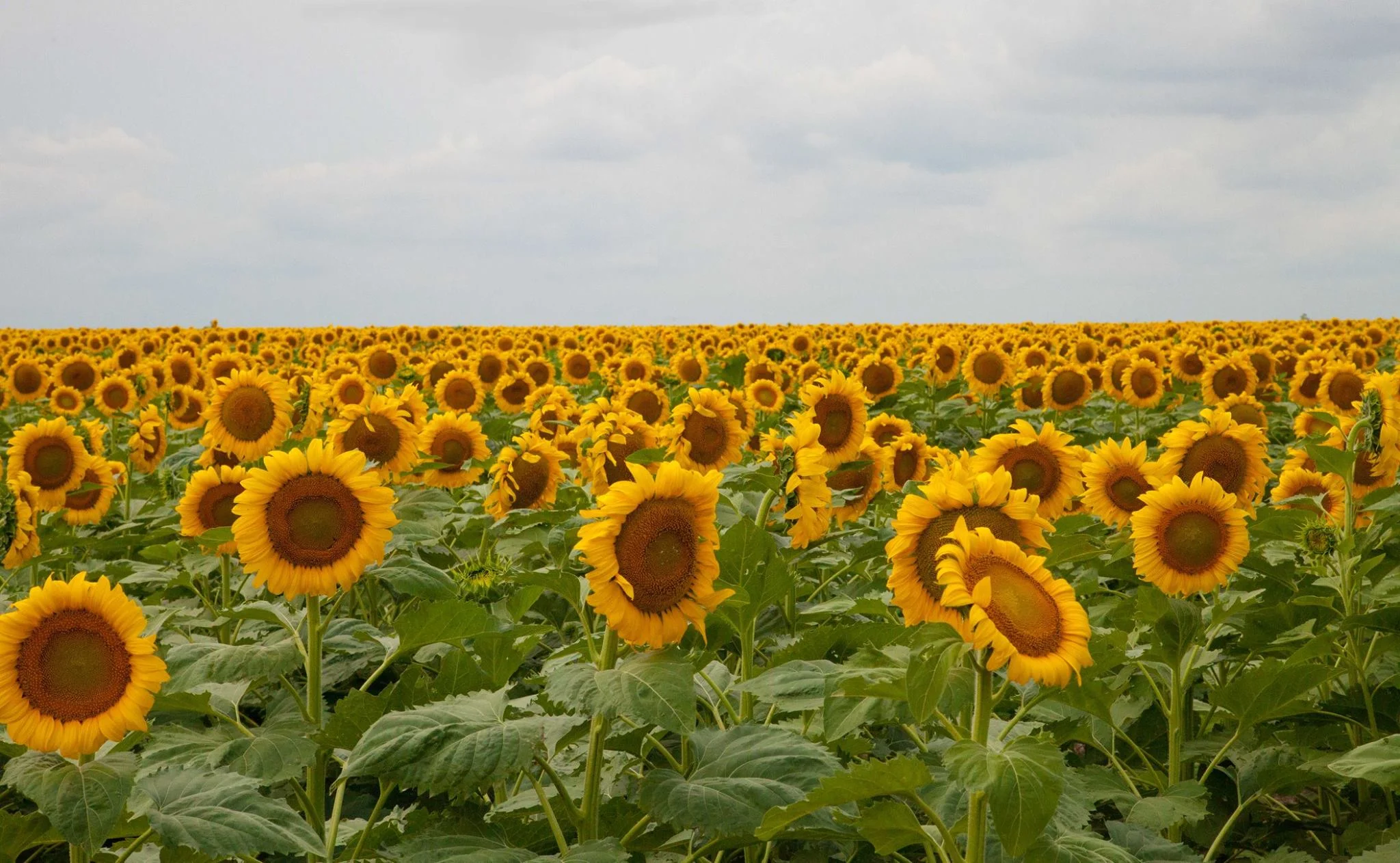 Kansas Art