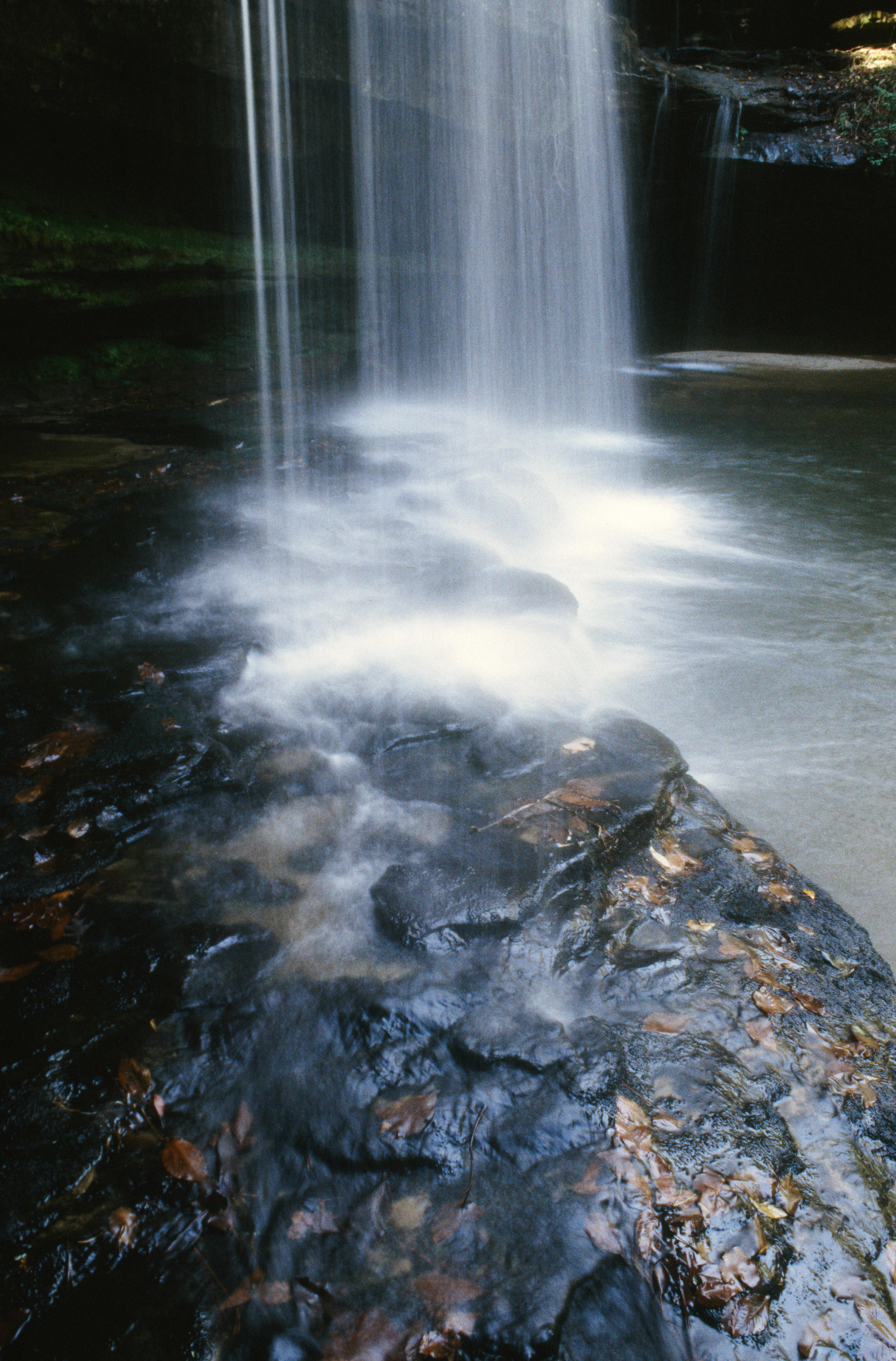 Bankhead Forest Falls