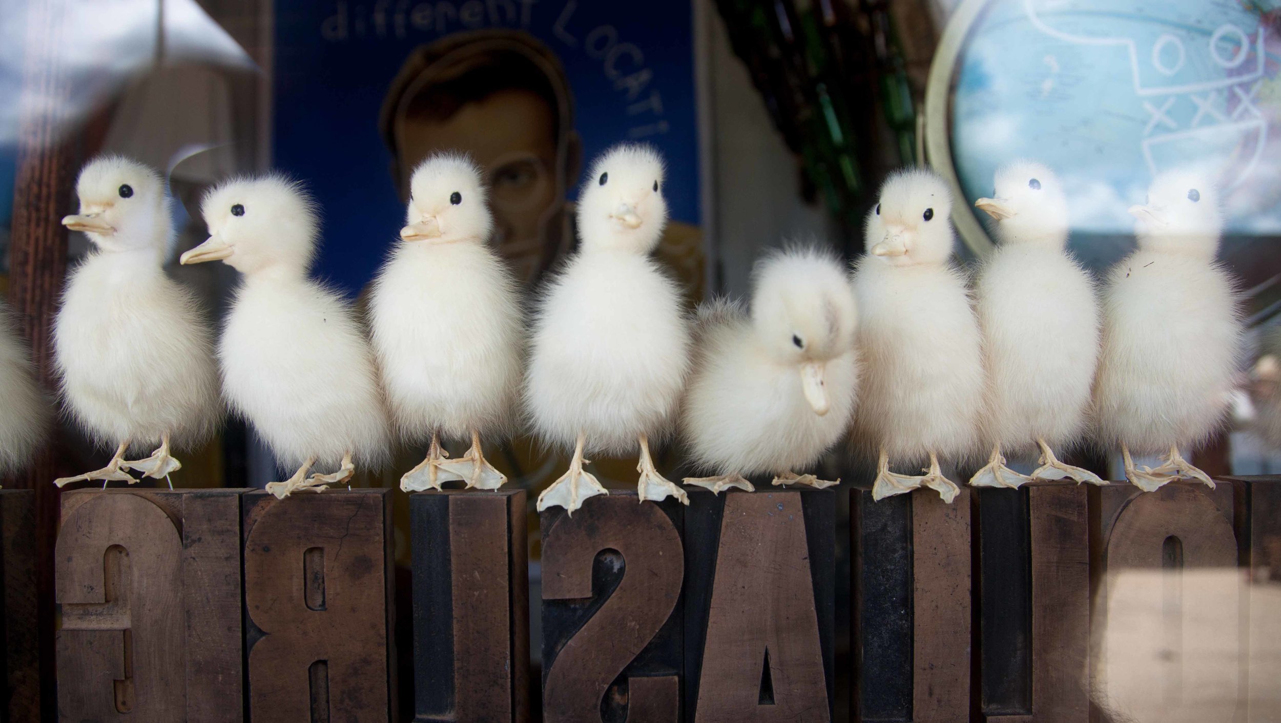 Congregation