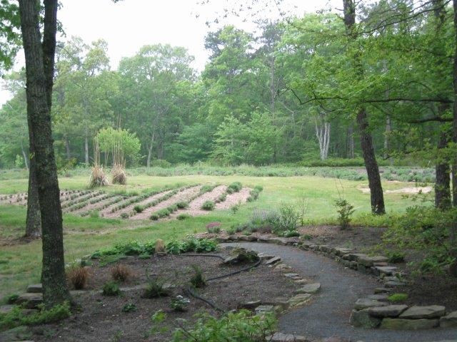 Culinary Lavender — Cape Cod Lavender Farm