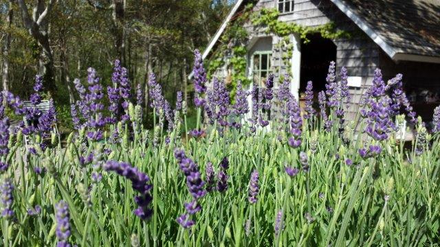 shed-lavender.jpg