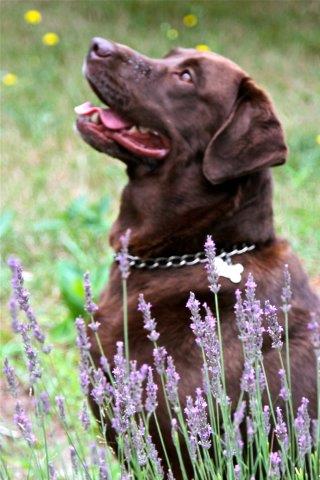 Our customer greeter, Gingko