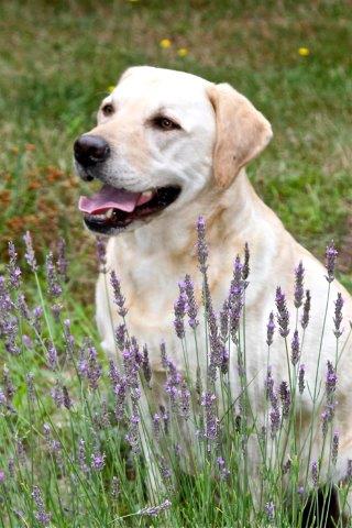 The Farm's granddog, Obie.