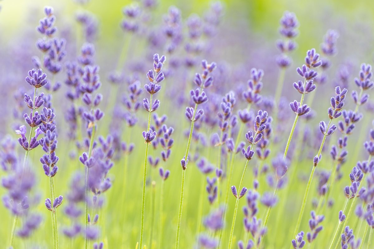 Cape Cod Lavender Farm-17.jpg