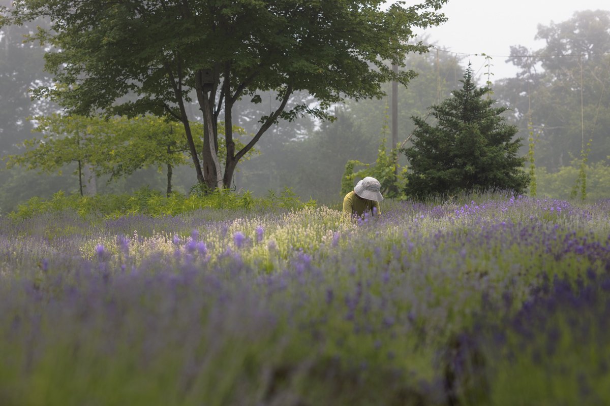 Cape Cod Lavender Farm-24.jpg