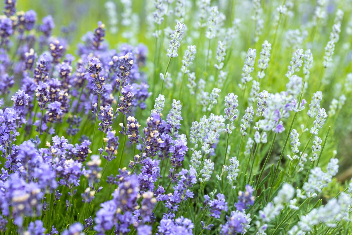 Cape Cod Lavender Farm-23.jpg