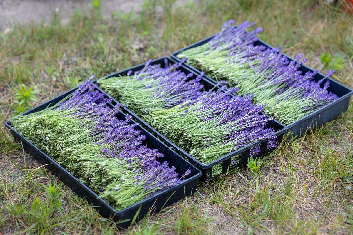 Culinary Lavender — Cape Cod Lavender Farm