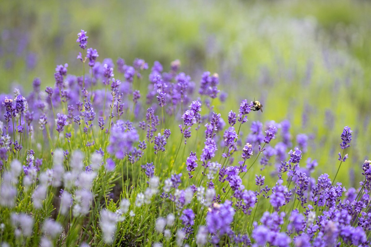 Cape Cod Lavender Farm