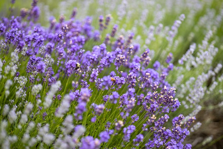 Happy Spring from CCLF — Cape Cod Lavender Farm