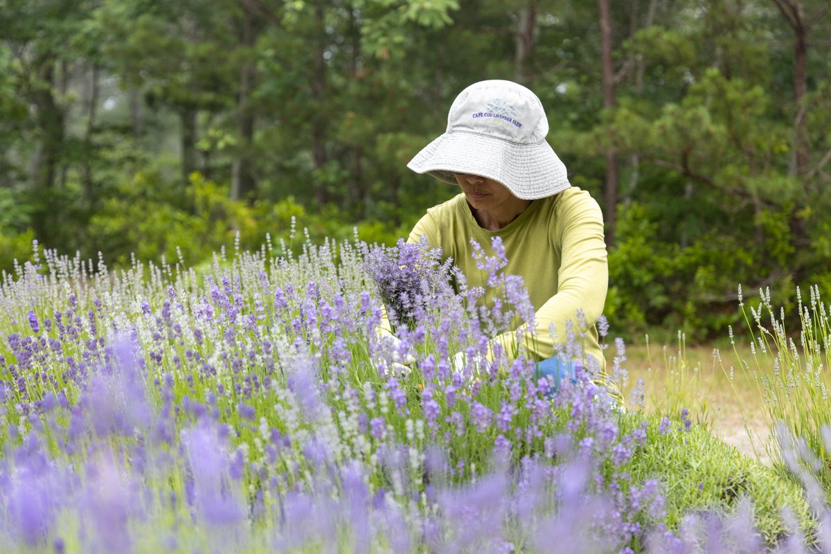 Cape Cod Lavender Farm-31.jpg