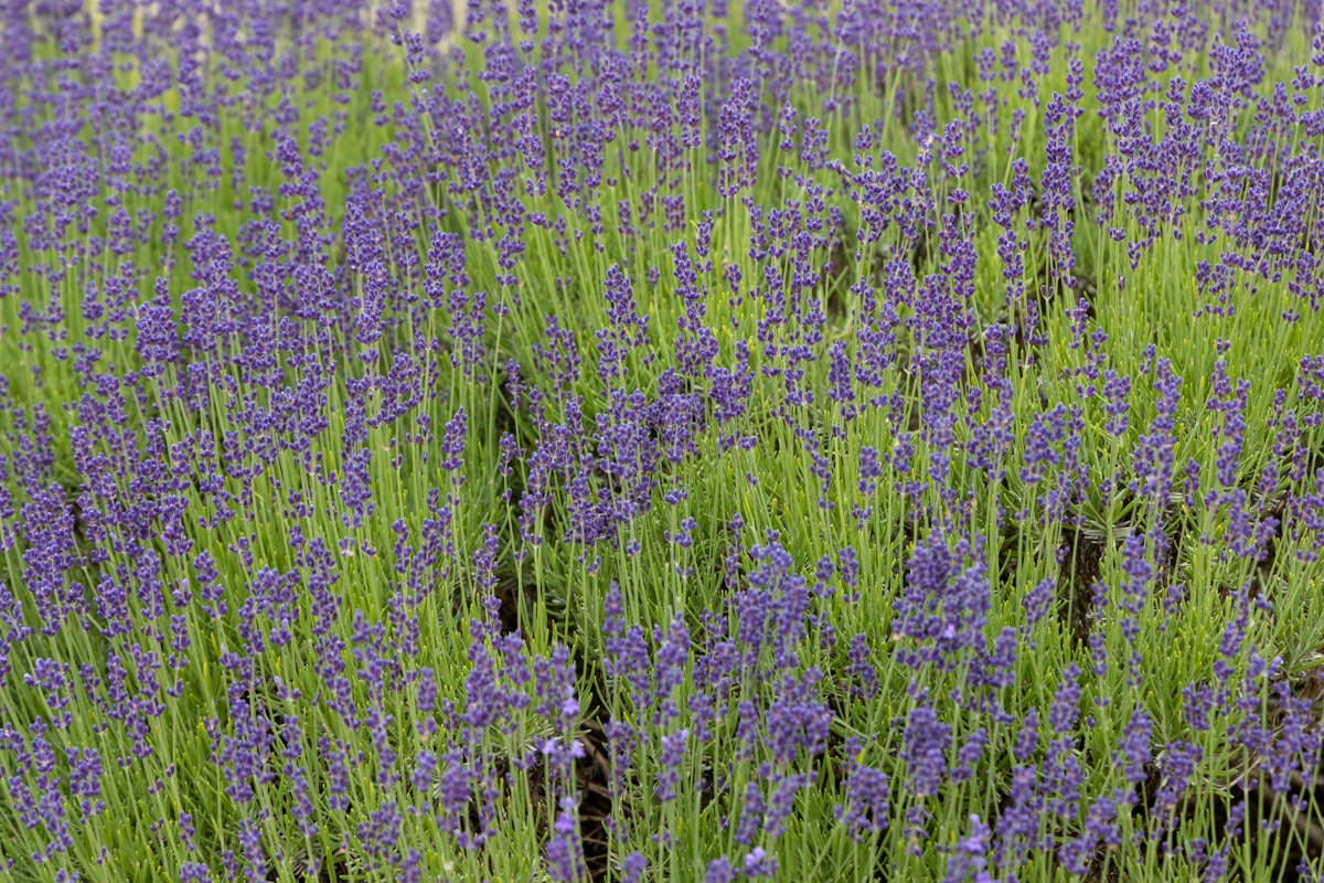 Happy Spring from CCLF — Cape Cod Lavender Farm