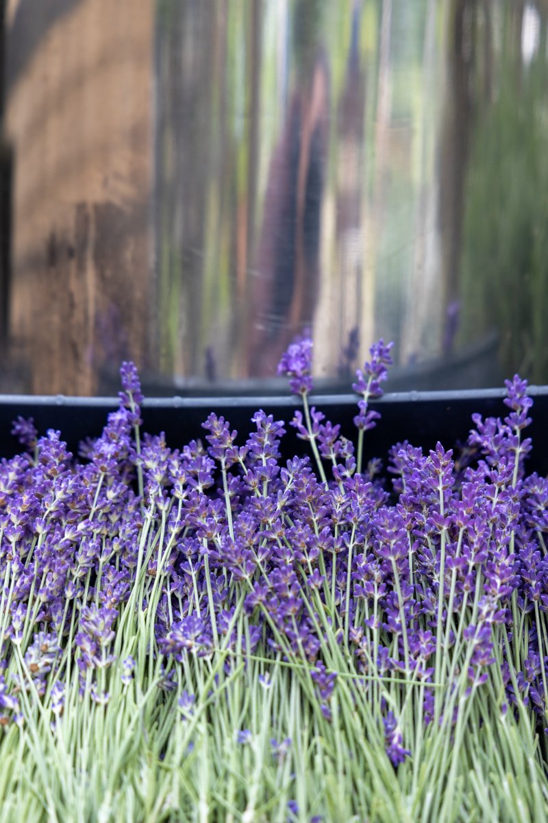 Happy Spring from CCLF — Cape Cod Lavender Farm