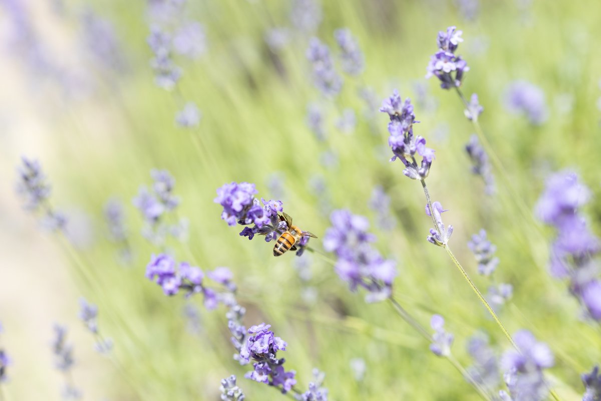 Edible Lavender