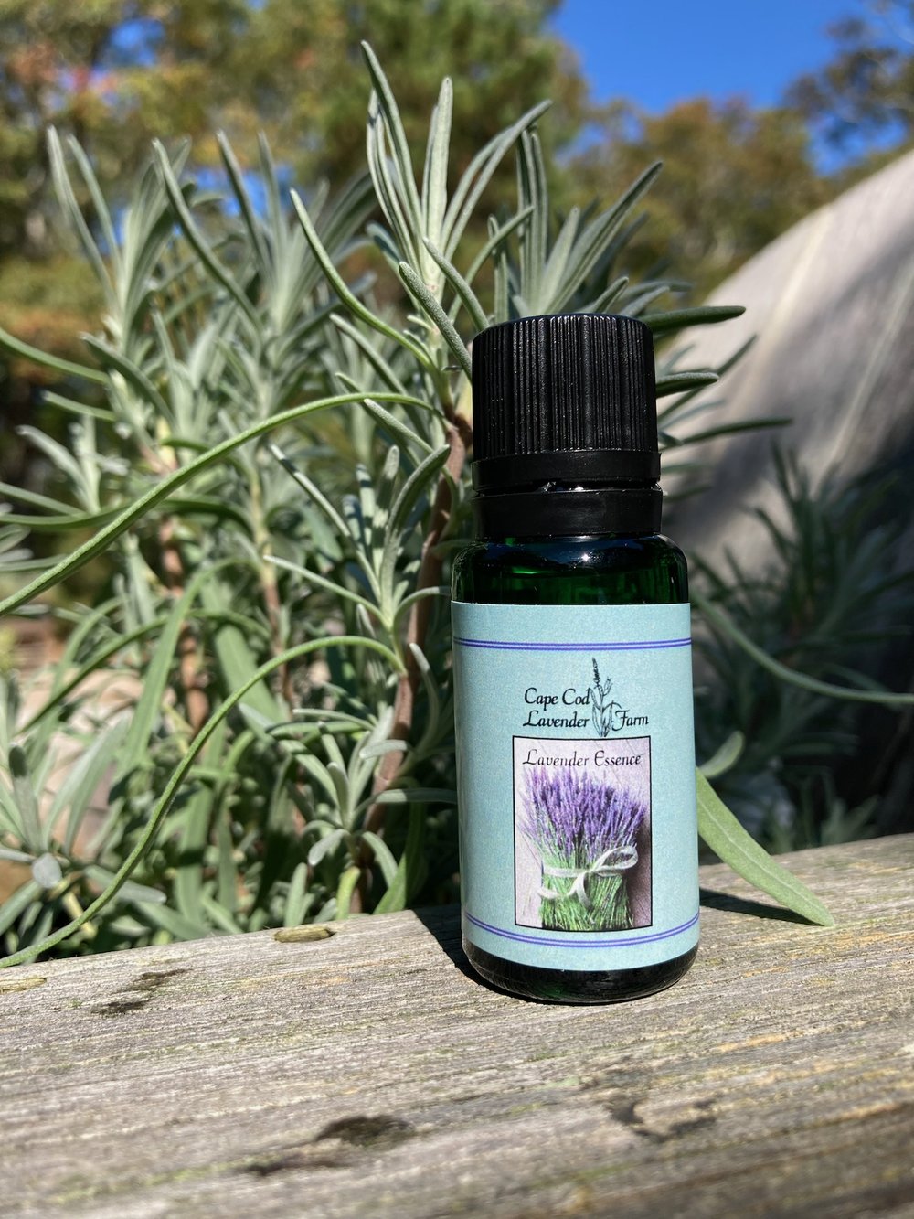 Lavender Essential Oil  Essential oils for headaches, Essential