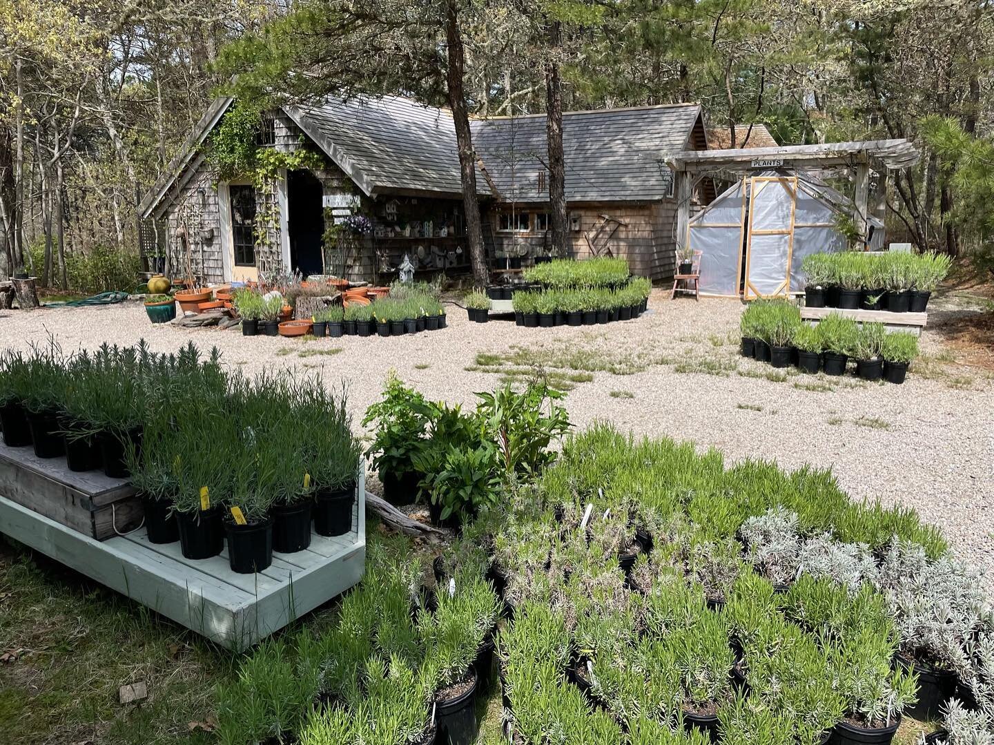 Been hard at work getting the farm ready for the summer season, thanks to Nhey&rsquo;s loving care and our little helpers&hellip;!
Plant varieties available:  Sensational, Phenomenal, Provence, Hidcote, Munstead, + a pink and a white variety. Buy 12 