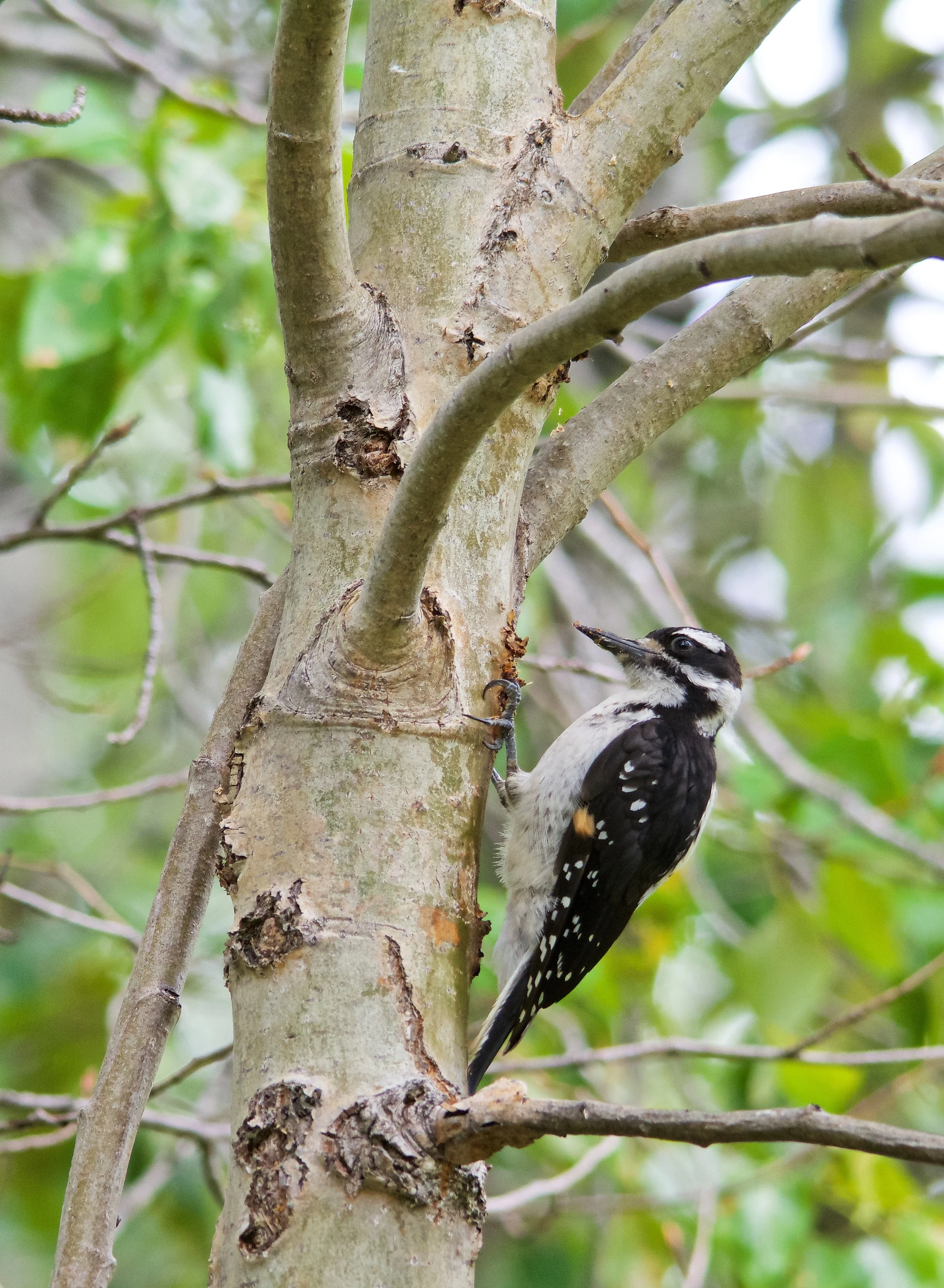 Downy Woodpecker