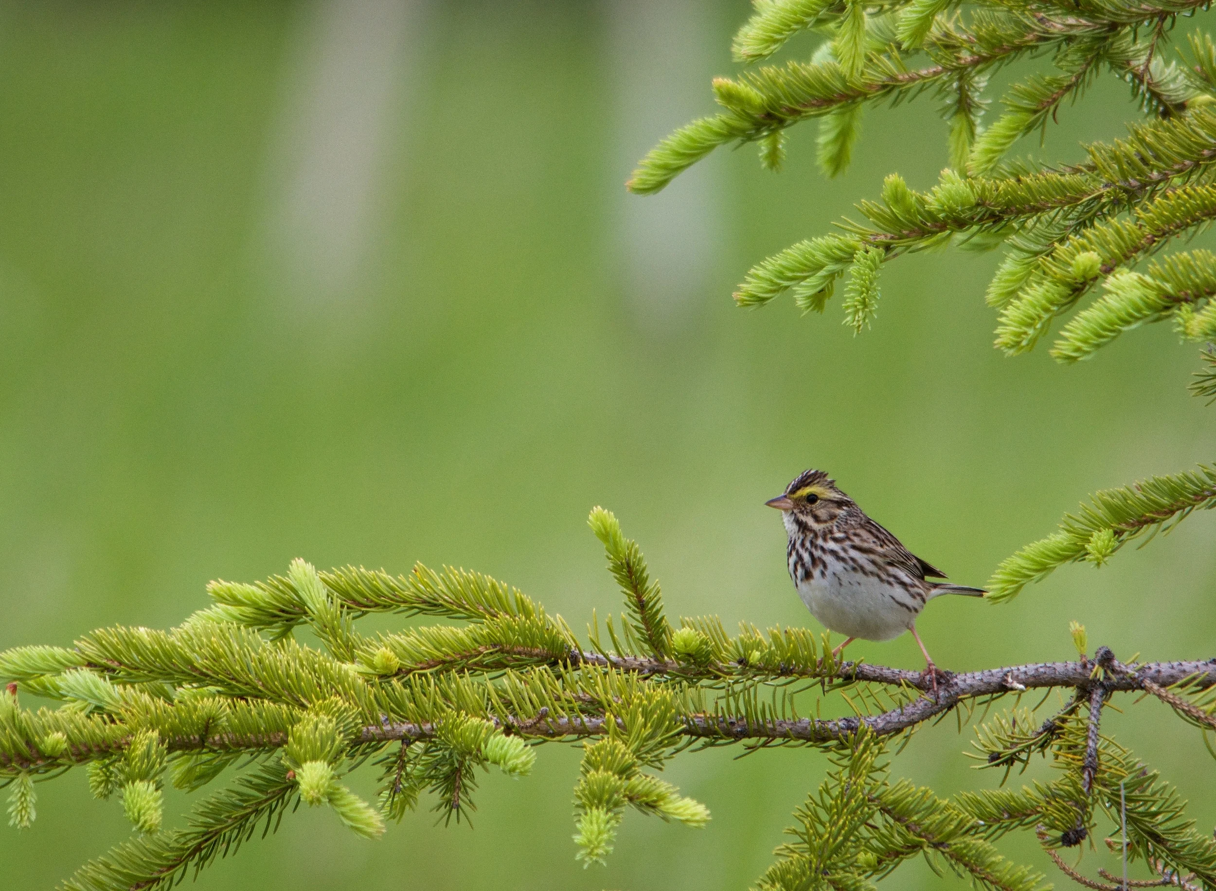 Savannah Sparrow.jpg