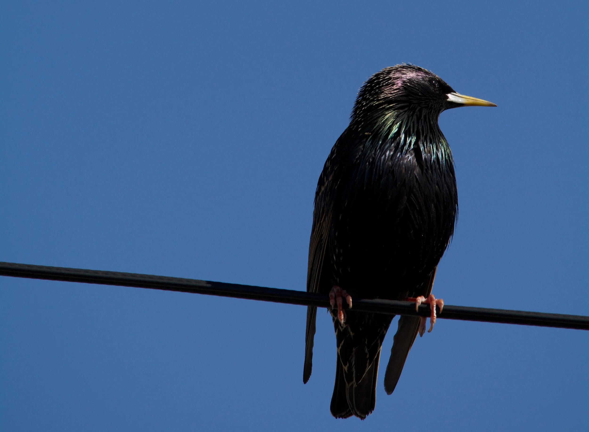 Sunning Grackle.jpg