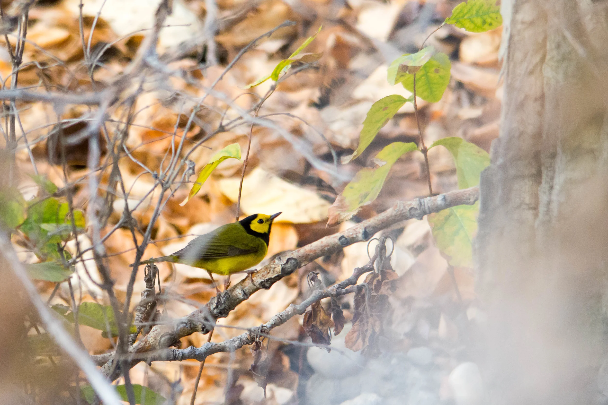 Lost Warbler