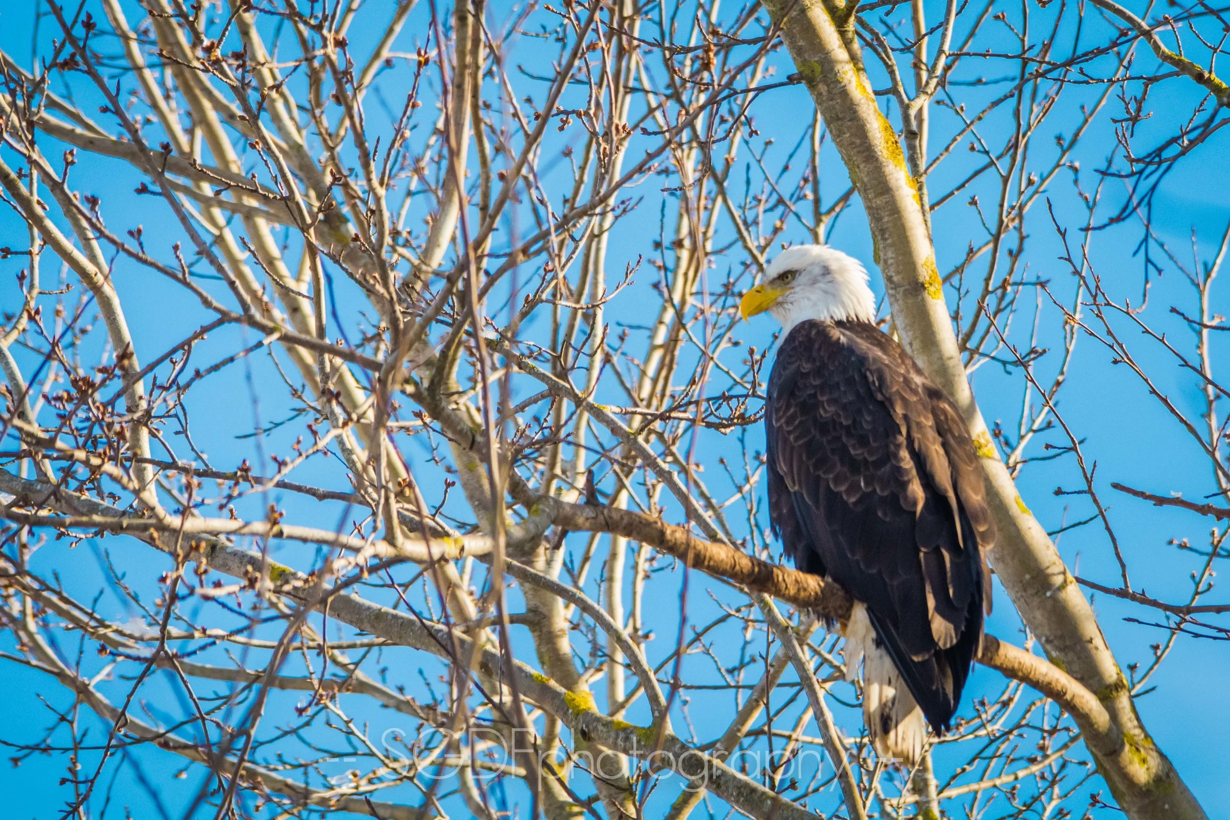 DSC_3520.jpg