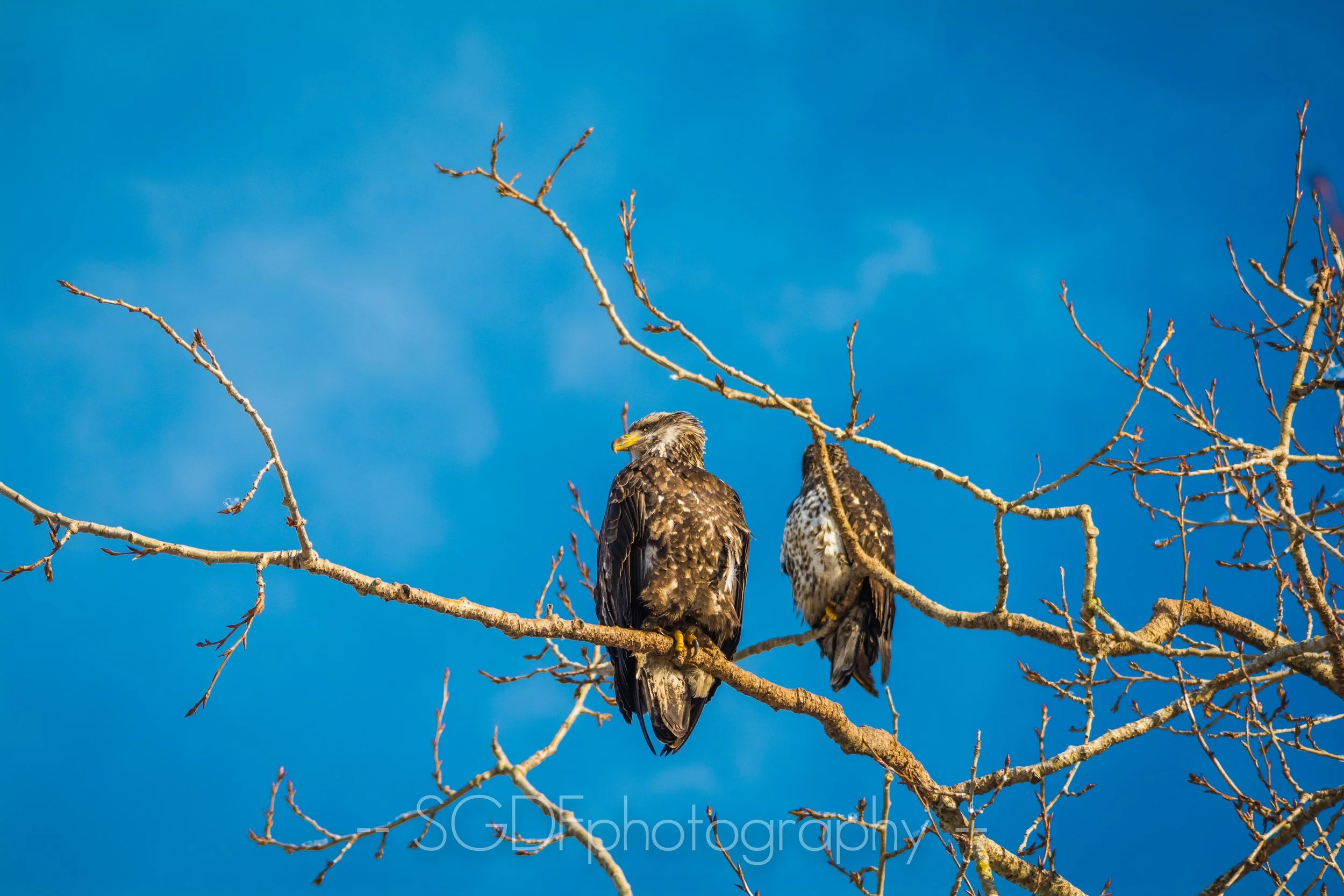 DSC_3526.jpg