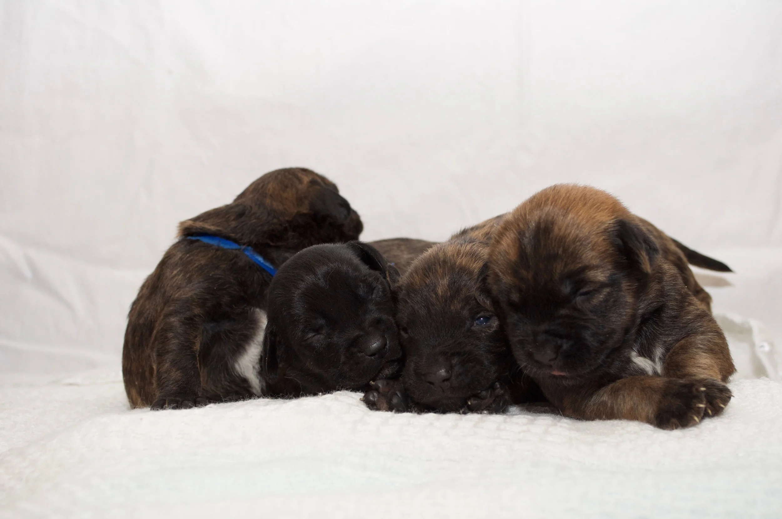 #sdfstarwarspups