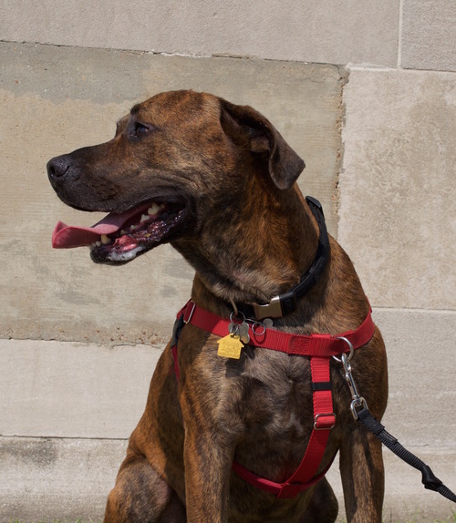 Buster08_090515.jpg