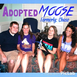 Chase-moose+adoption.jpg