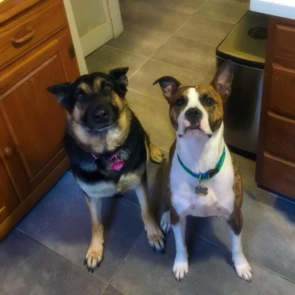 SDF alum Reese and adoptable Marcel really want some of that pie.