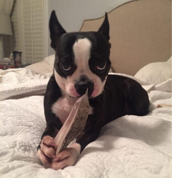  Gracie says "You better not take my bone away."