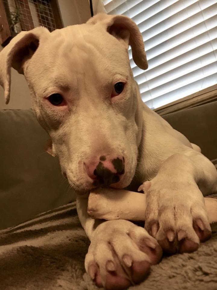 Adoptable AJ