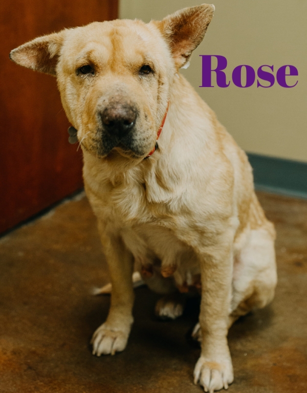 Rose.jpeg