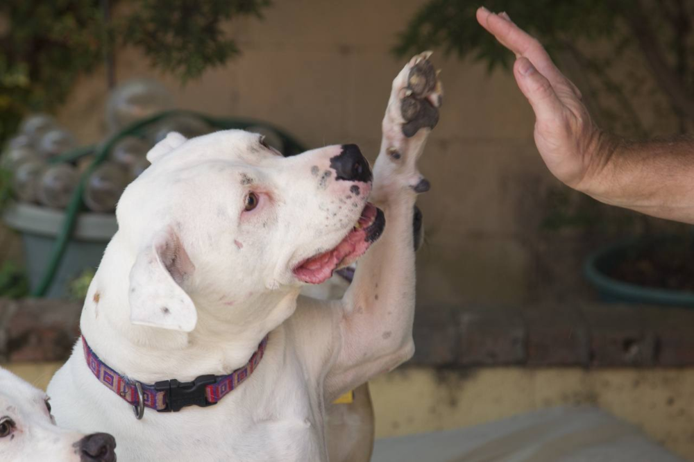 high five Stanley.jpg