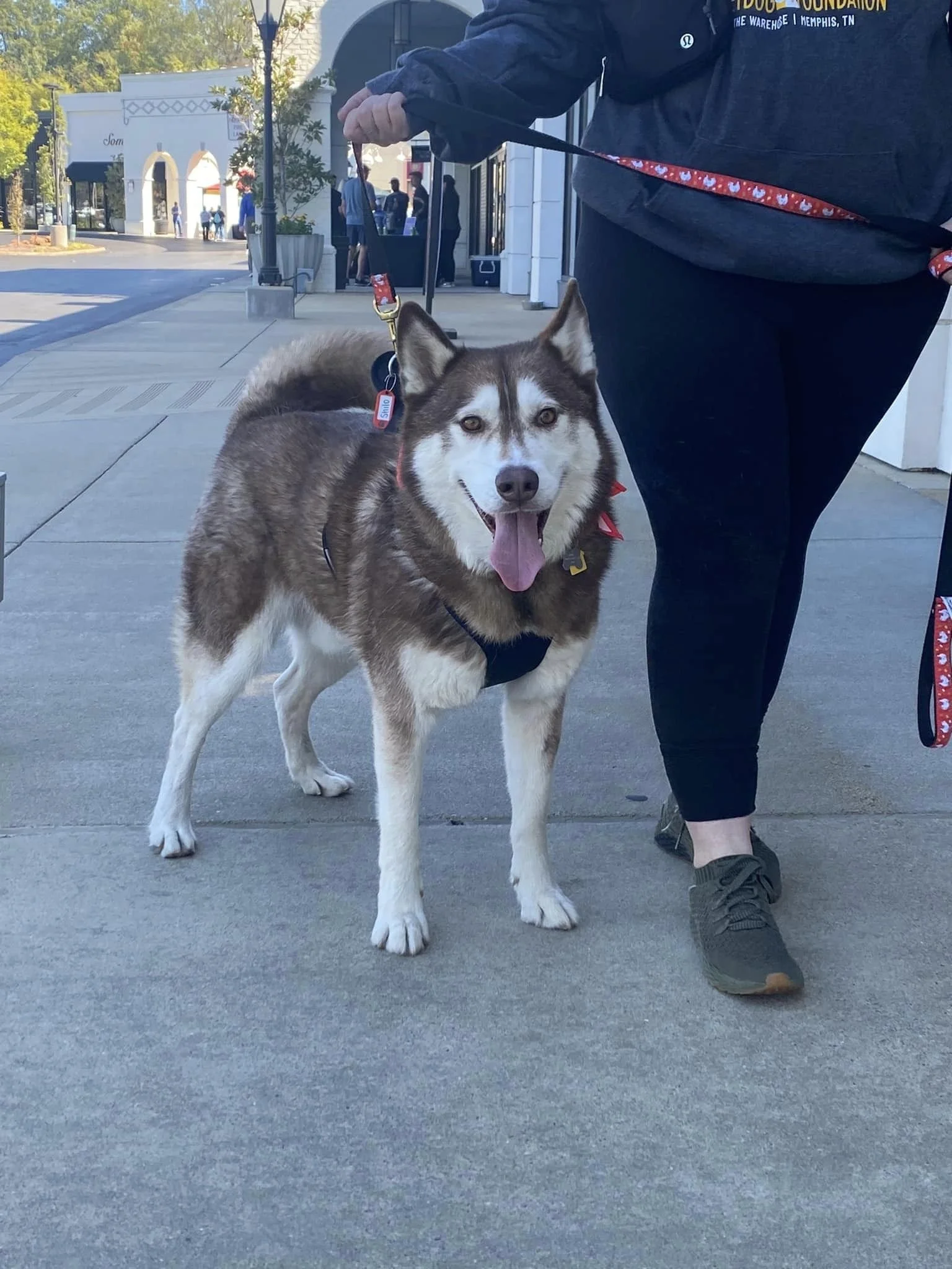 Pup Profiles — Streetdog Foundation