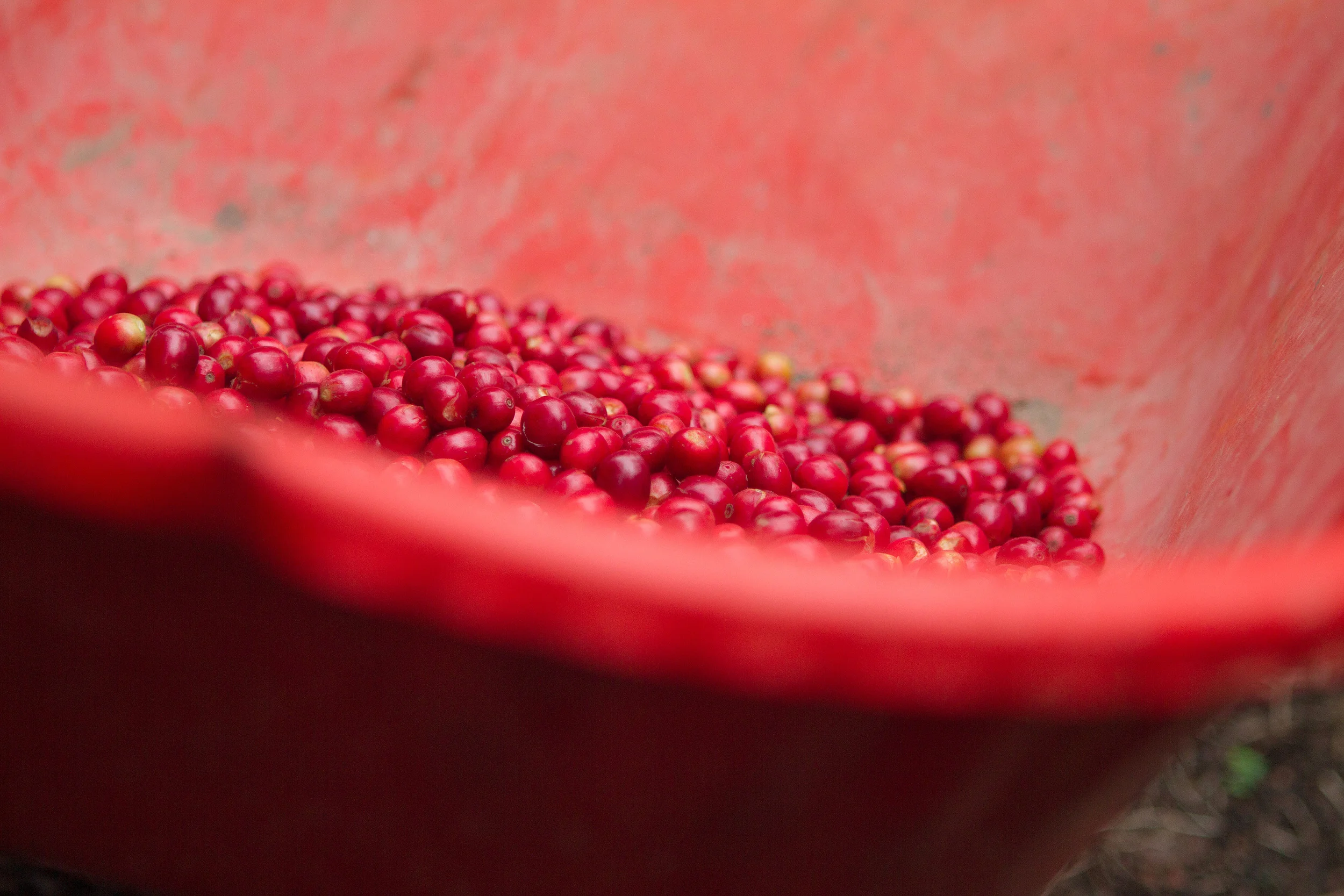 Coffee Cherries Ready For Processing