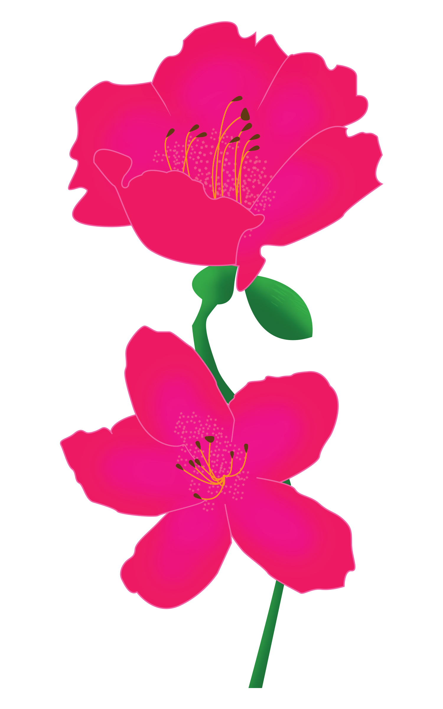 azalea.png
