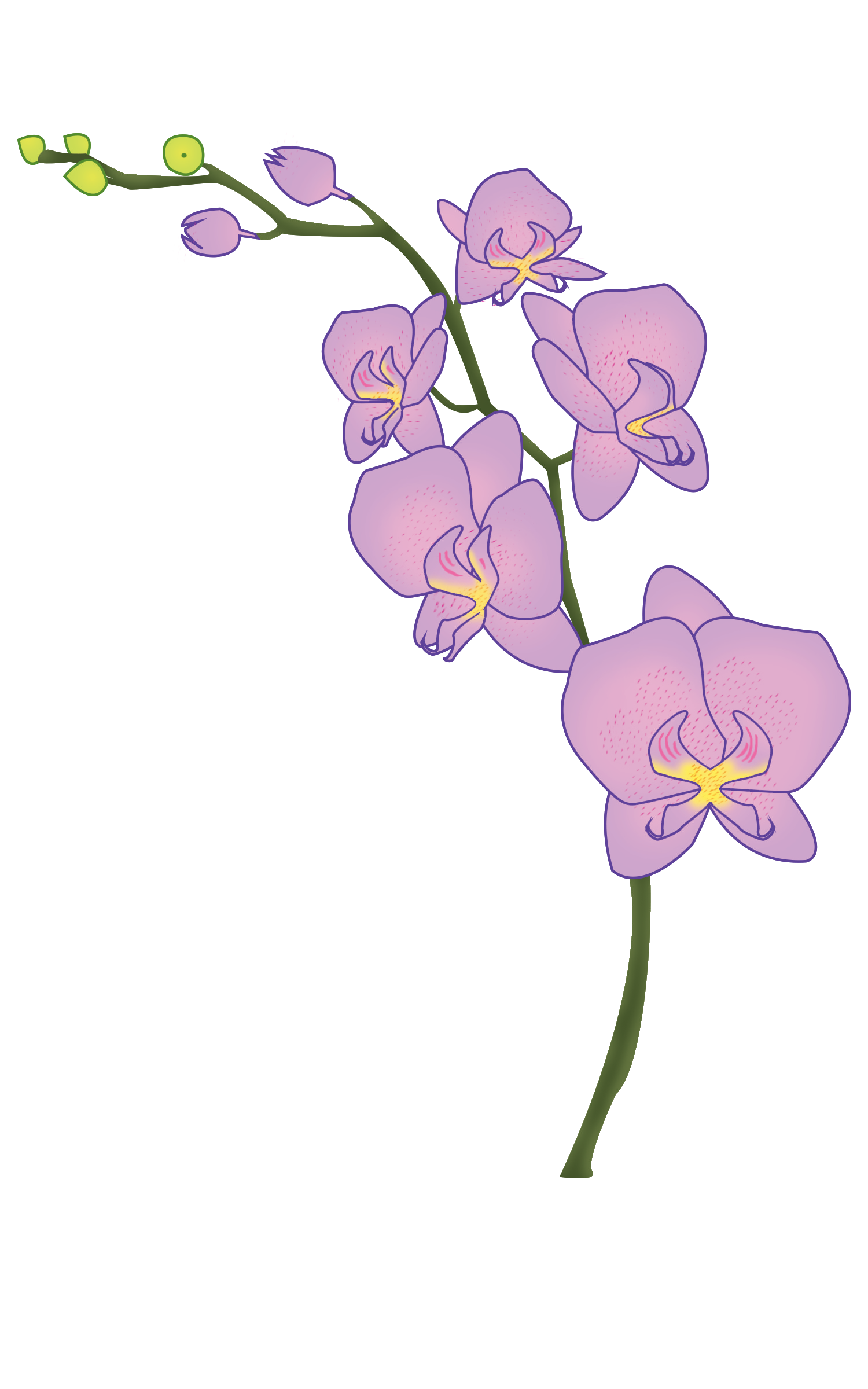 Orchid.png