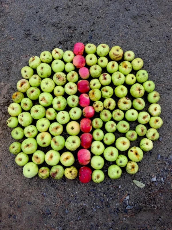Apples to Apples