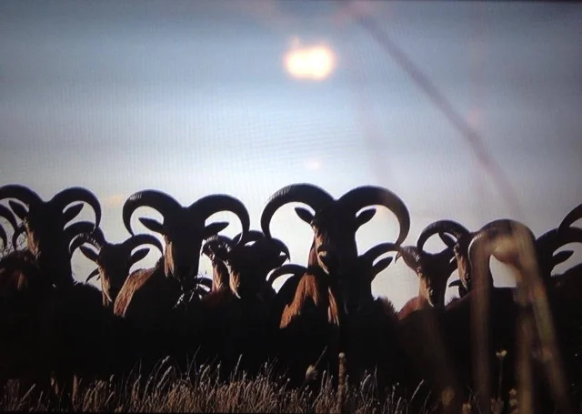 Actual picture from the ranch.